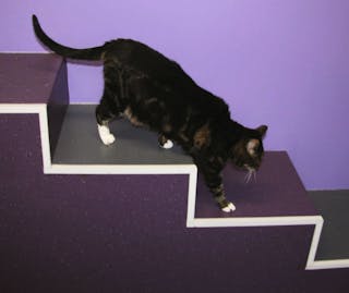 Degraus construídos na lateral da sala de consulta oferecem a capacidade de observar a mobilidade de um gato.