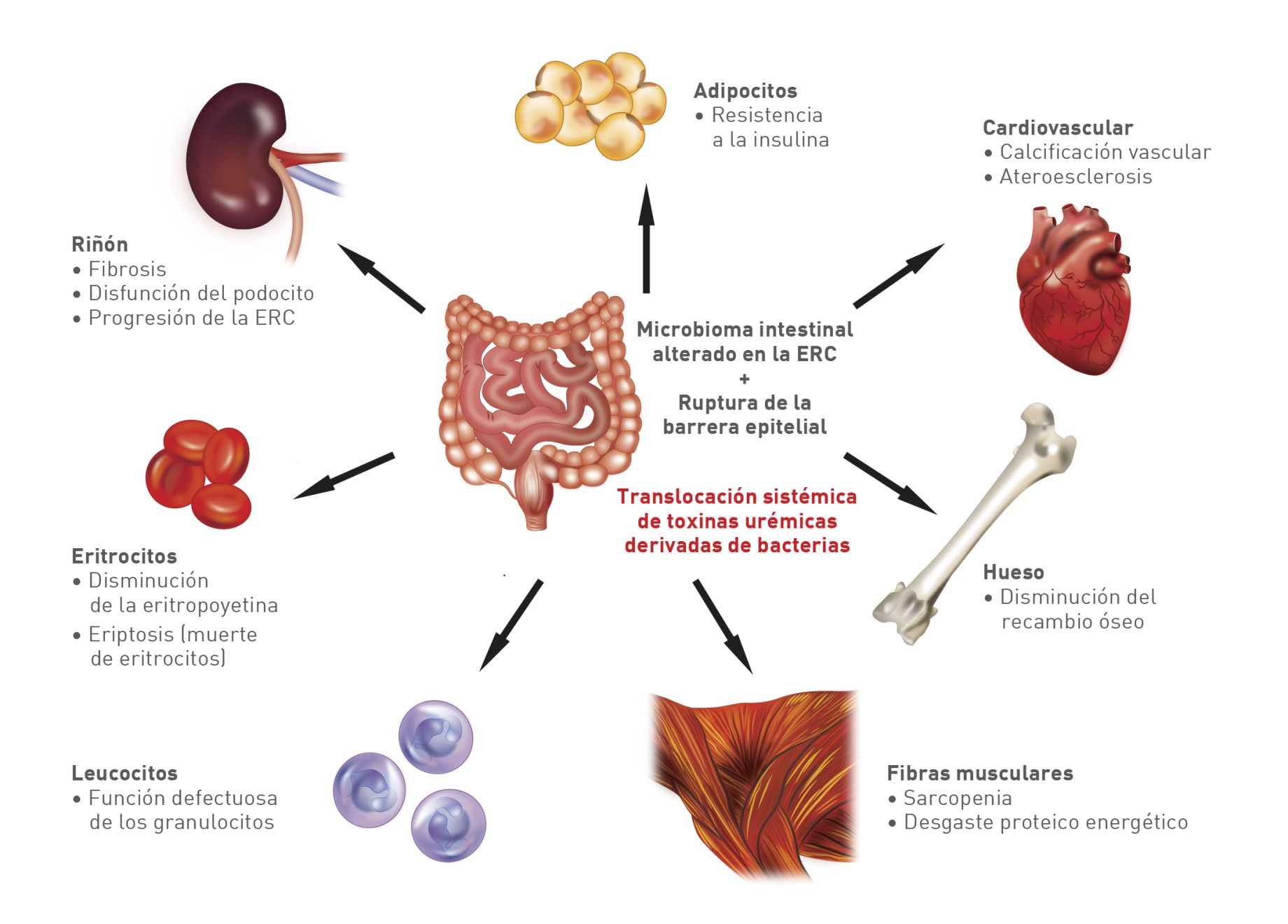 Se han descrito numerosos efectos sistémicos nocivos de las toxinas urémicas