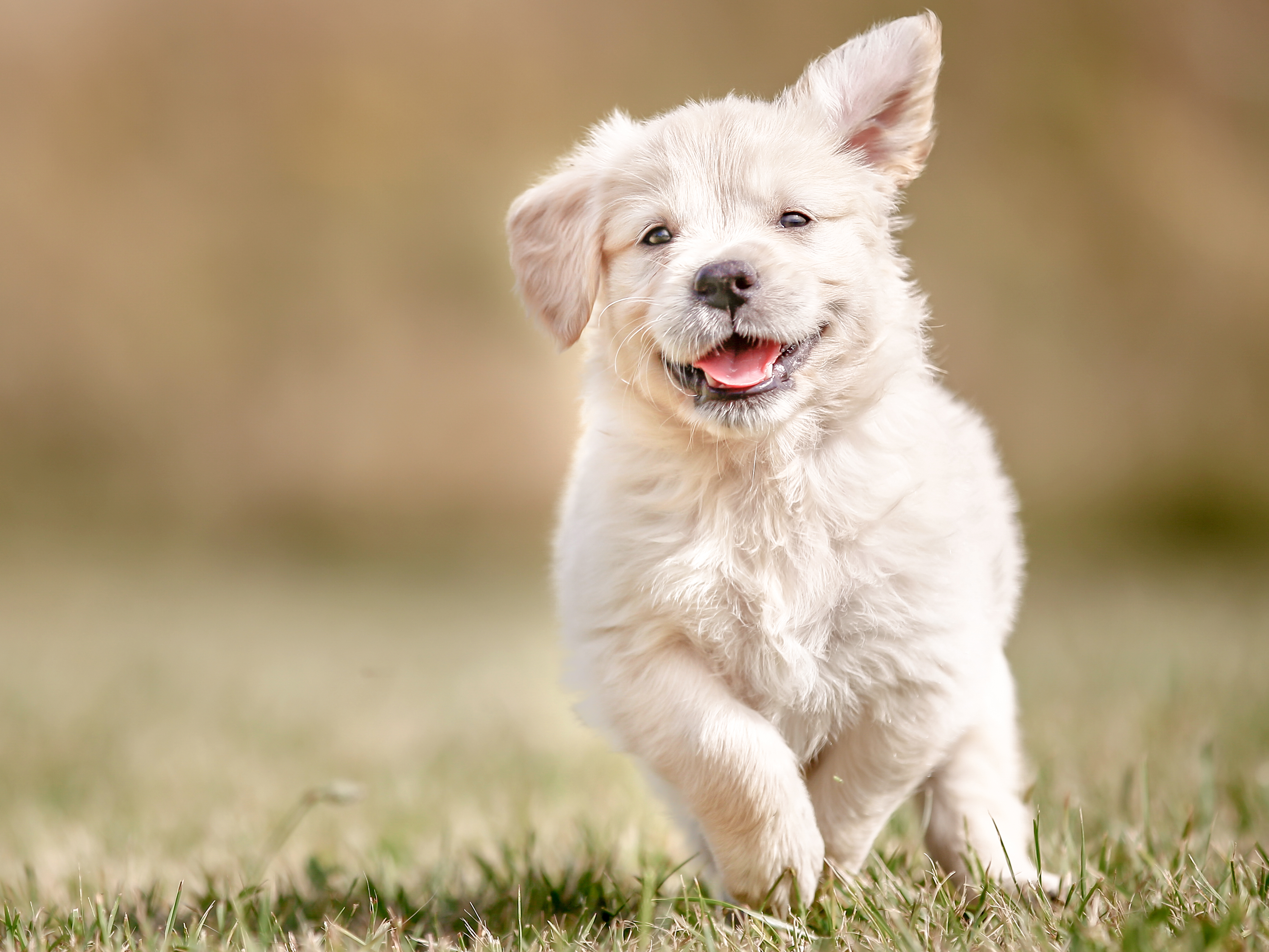 Ein Golden-Retriever-Welpe läuft auf einem Rasen direkt auf die Kamera zu.