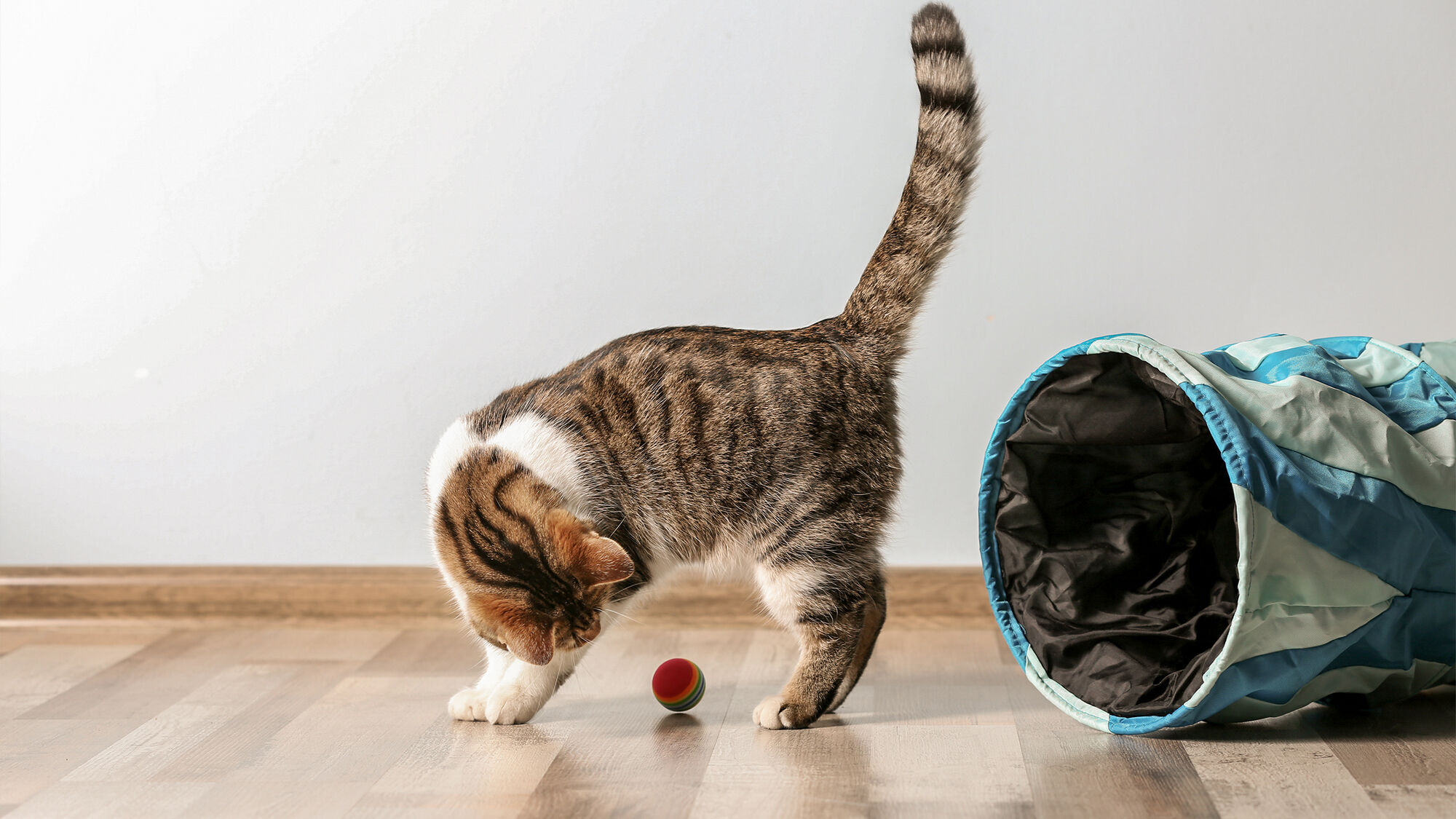 Kitten speelt binnen met speelgoedbal.