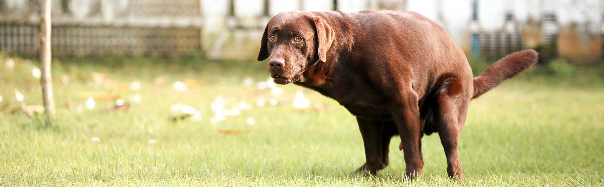 Dog diarrhea wet outlet food