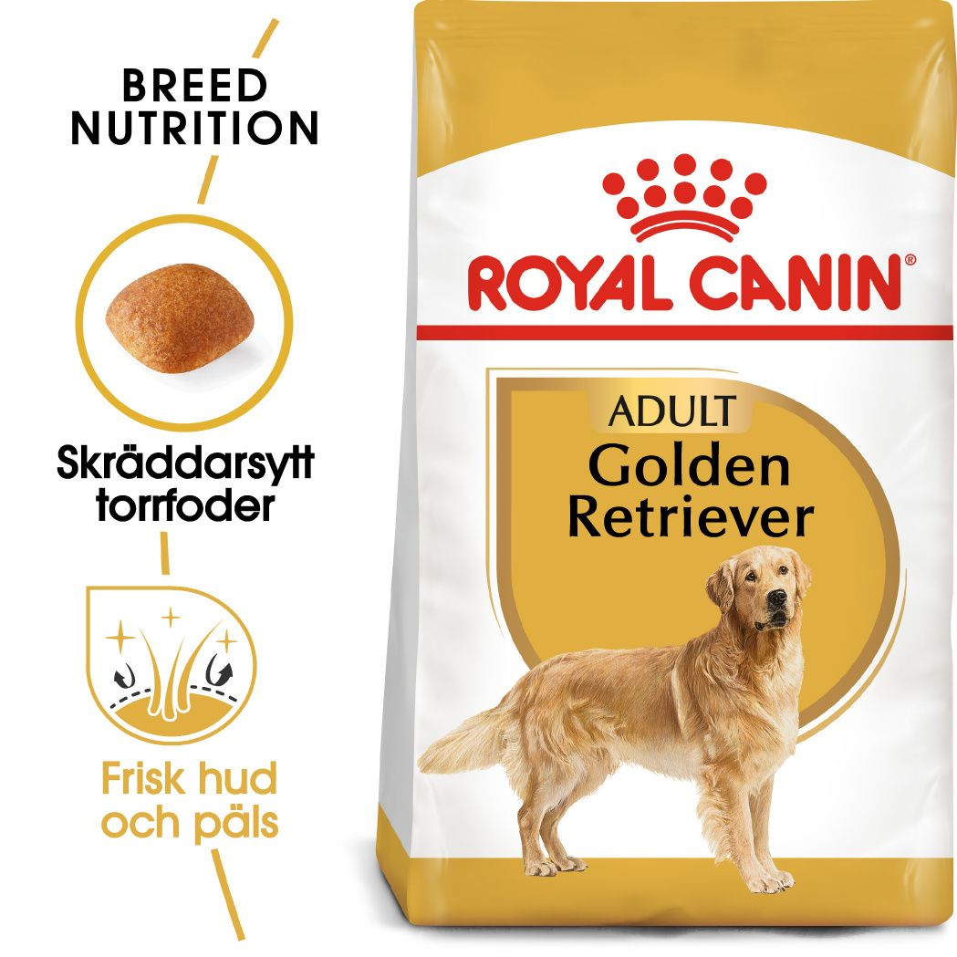 Golden Retriever Adult