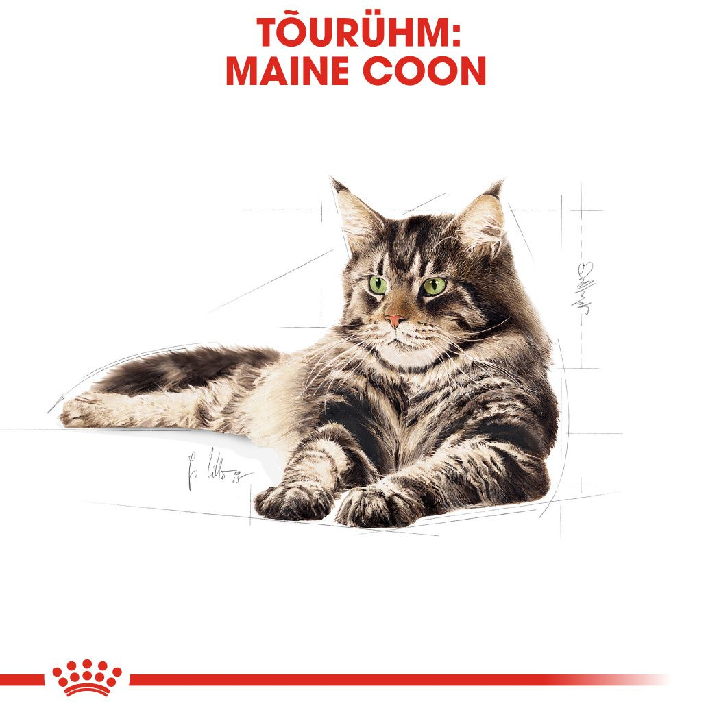 Royal Canin Maine Coon Adult kuivtoit