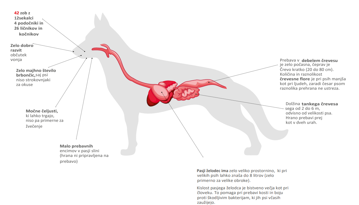 puppy microbiota image