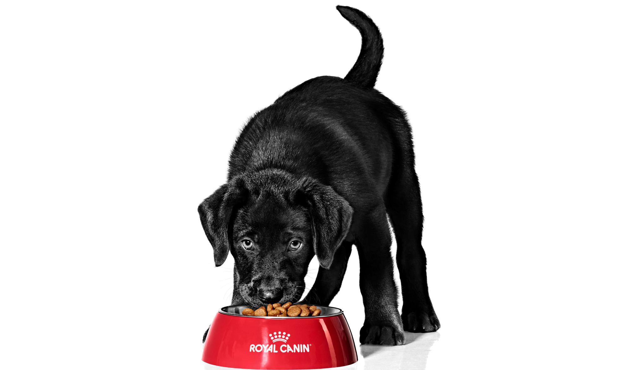 How much royal canin to feed my hotsell labrador puppy