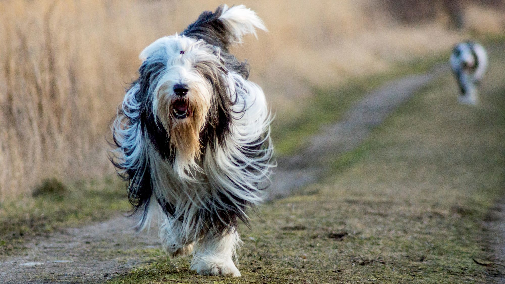 Bearded Collie bounding down a country lane