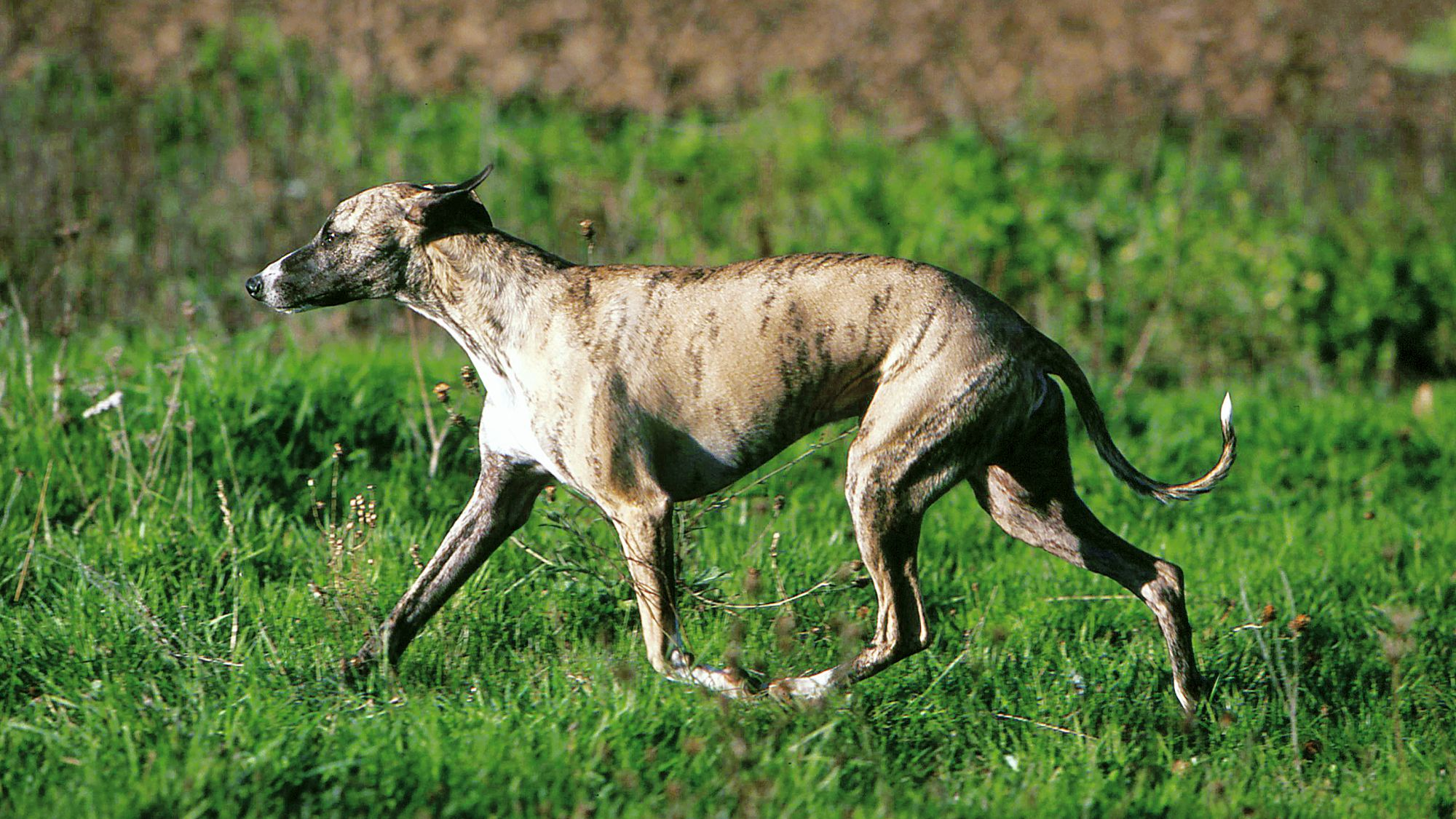 Whippet running through field