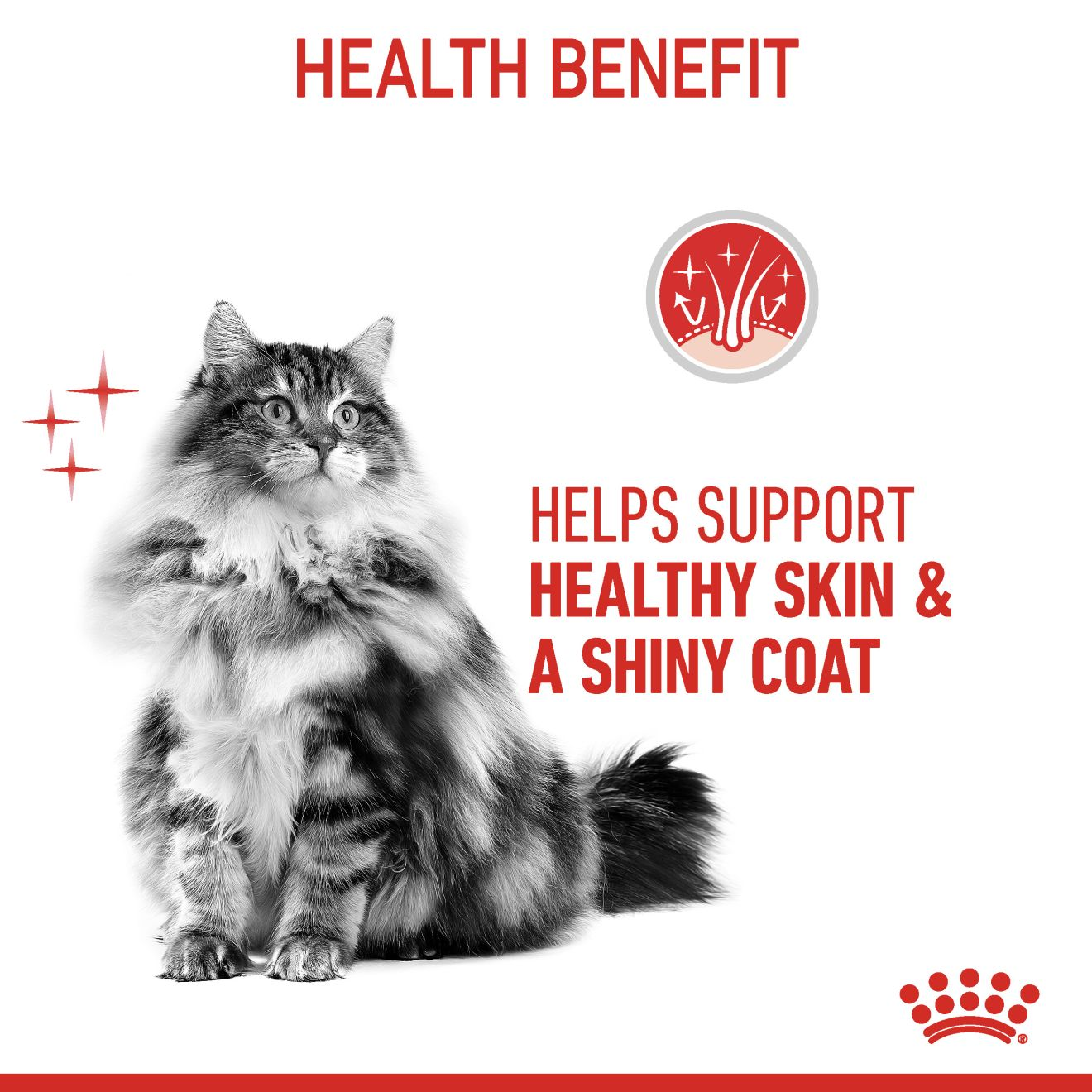 ROYAL CANIN อาหารแมวโต ที่ต้องการดูแลผิวหนังและเส้นขน ชนิดเปียก (HAIR & SKIN CARE JELLY)