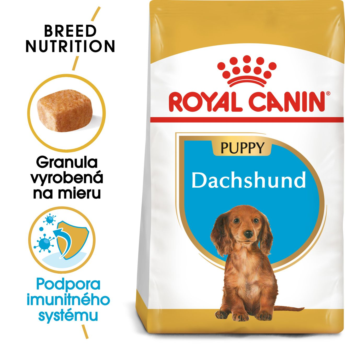 DACHSHUND Puppy