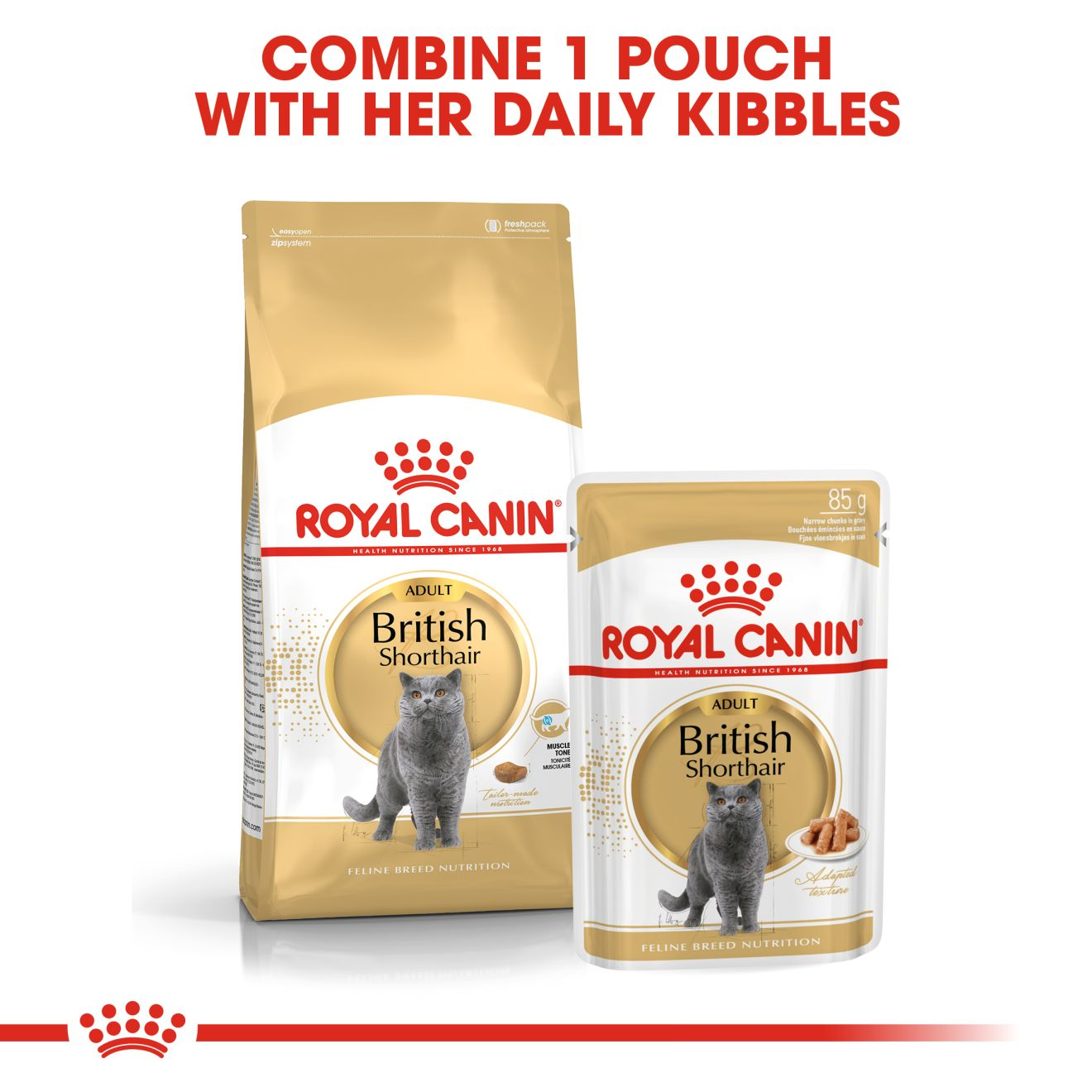 royal canin british shorthair food