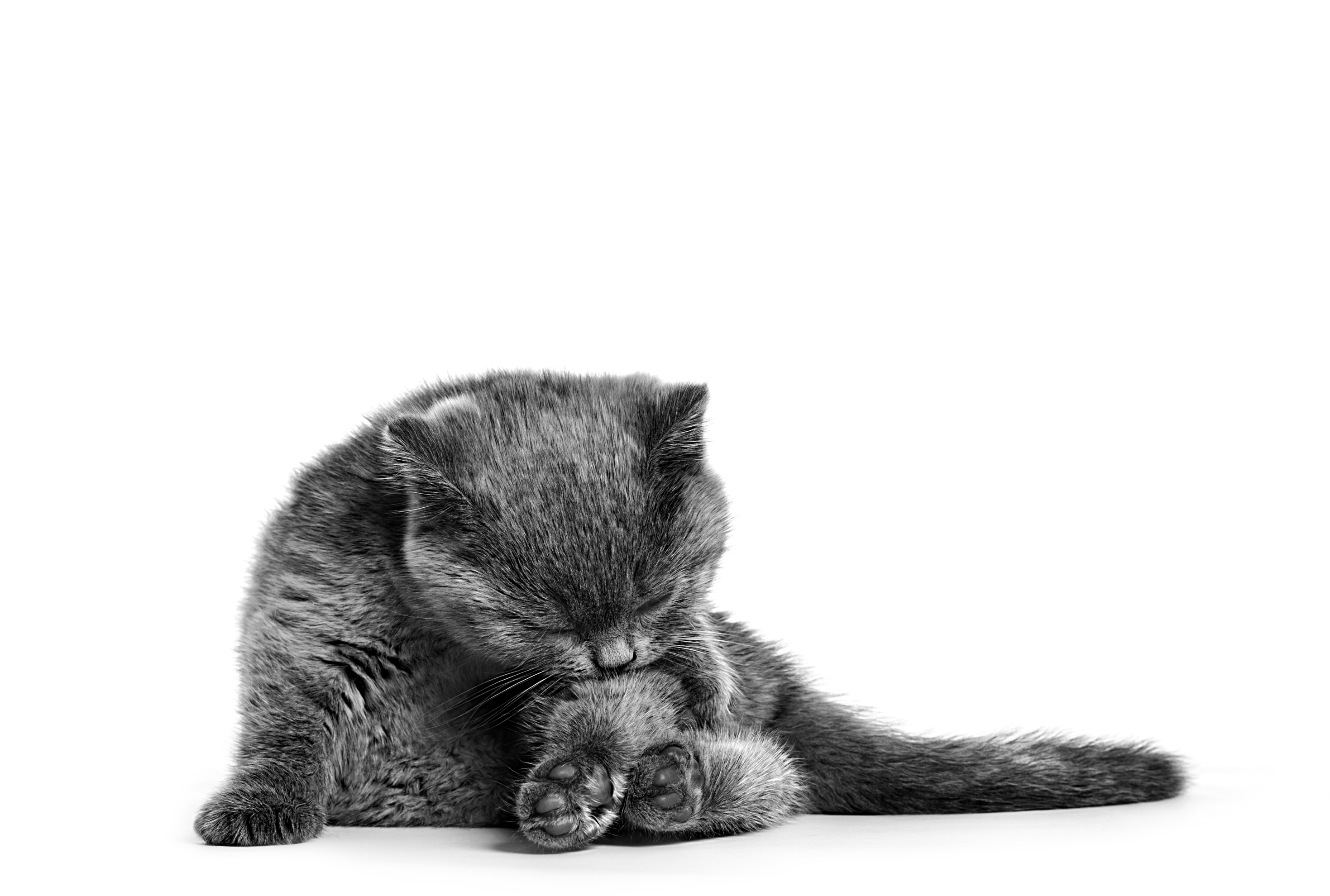 Britse Korthaar kitten die zijn vacht verzorgt in zwart-wit