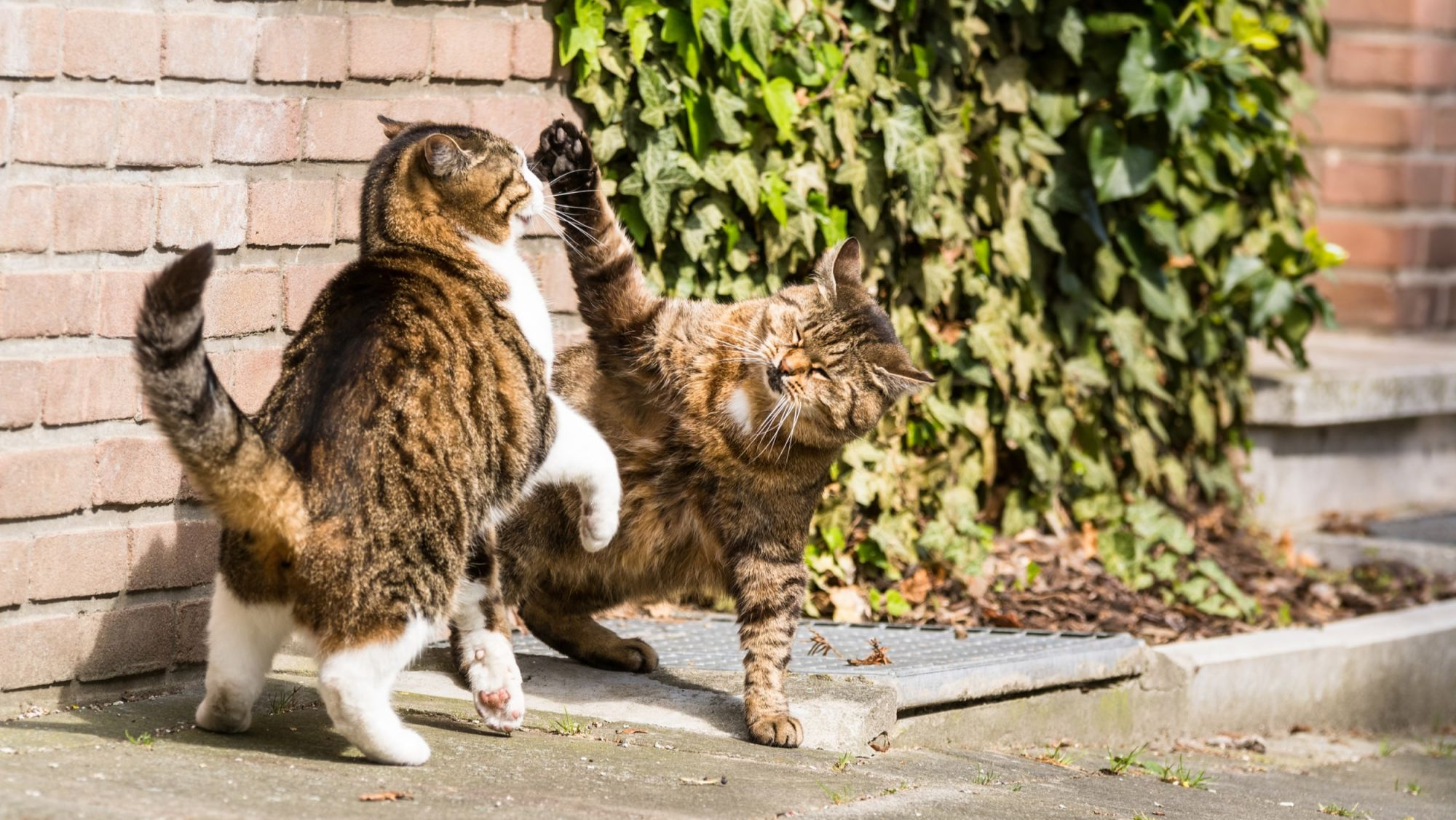 Zwei Katzen beim Kämpfen