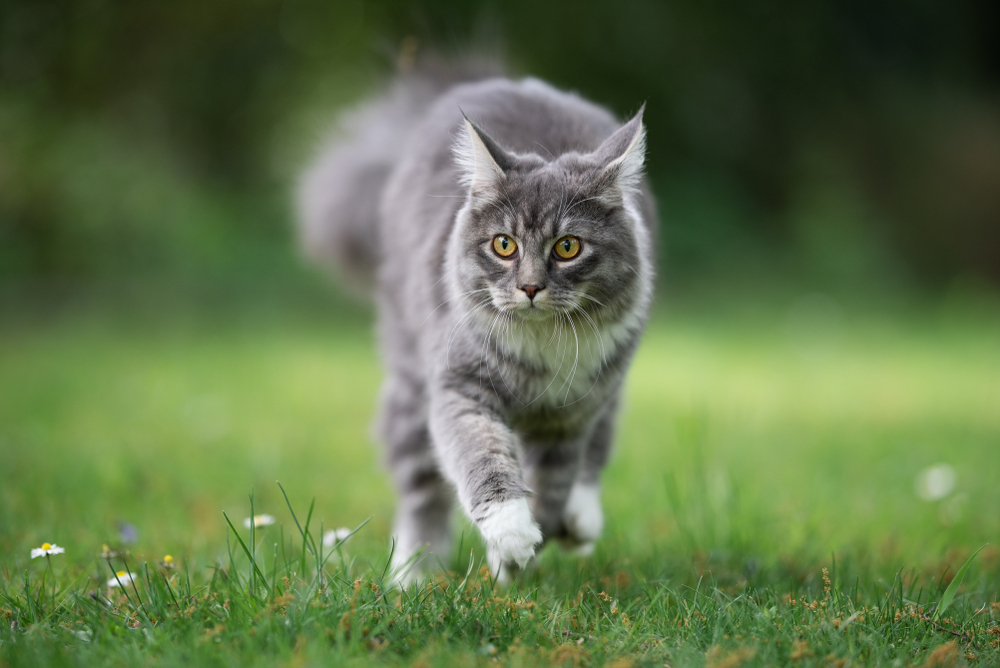 Graue Katze läuft über die Wiese