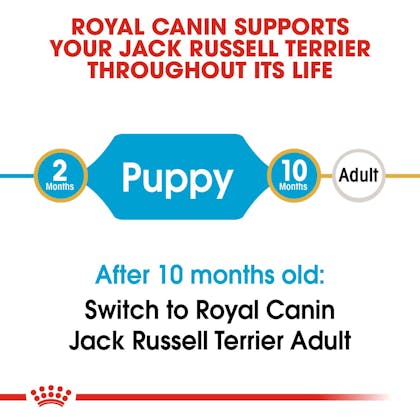 Jack Russell Terrier Puppy dry Royal Canin