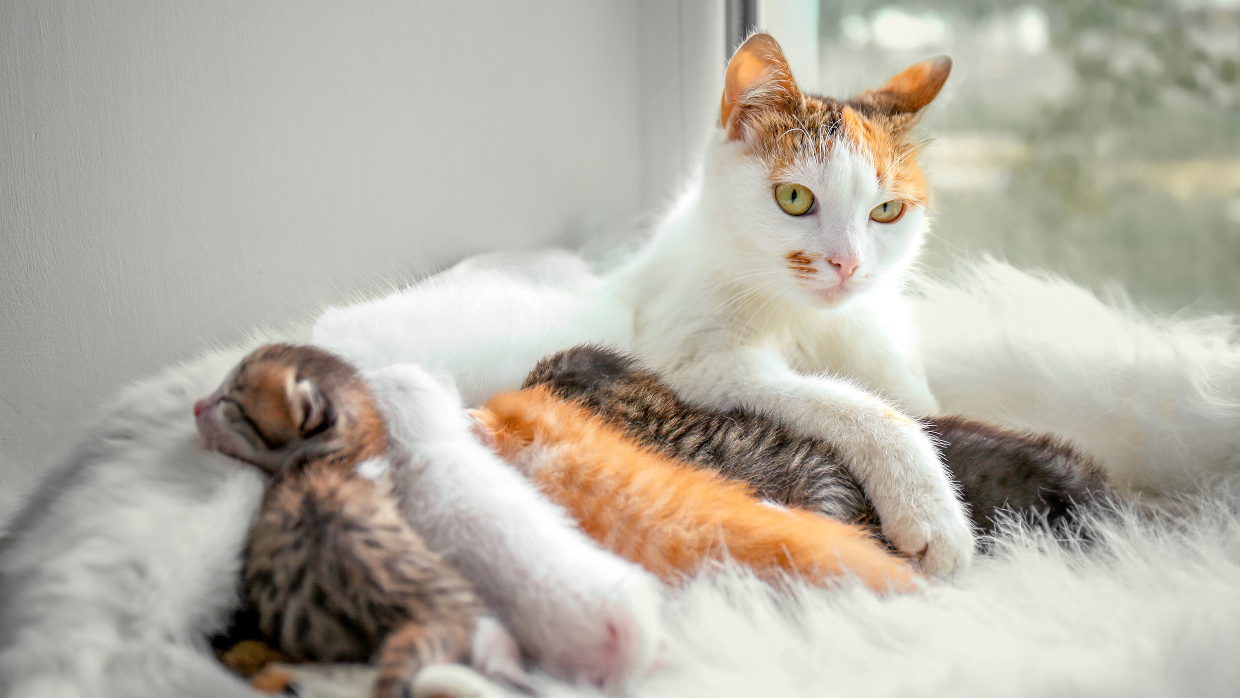 Ausgewachsene Katze liegt neben einem Fenster auf einem weißen Teppich mit vier neugeborenen Kätzchen.