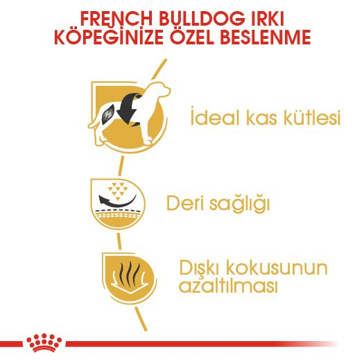 French Bulldog Adult
