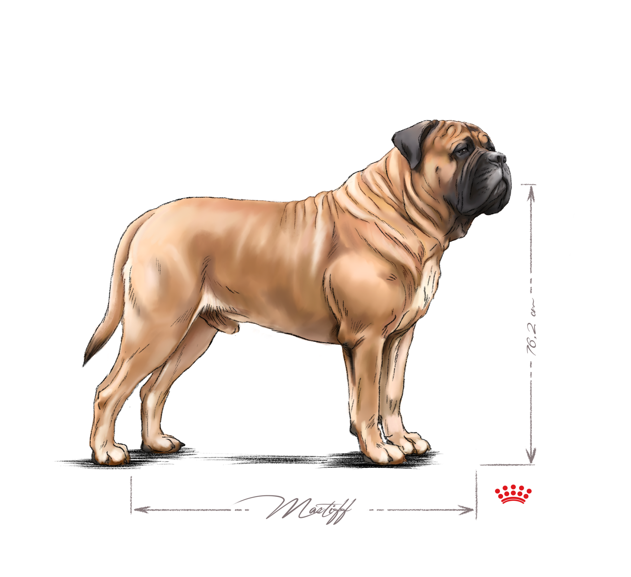 Vuxen Mastiff i svartvitt 