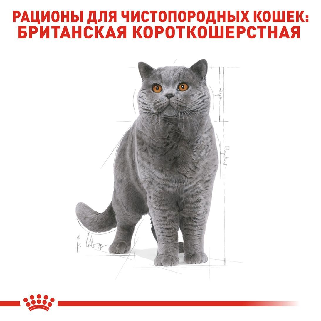 British Shorthair Adult