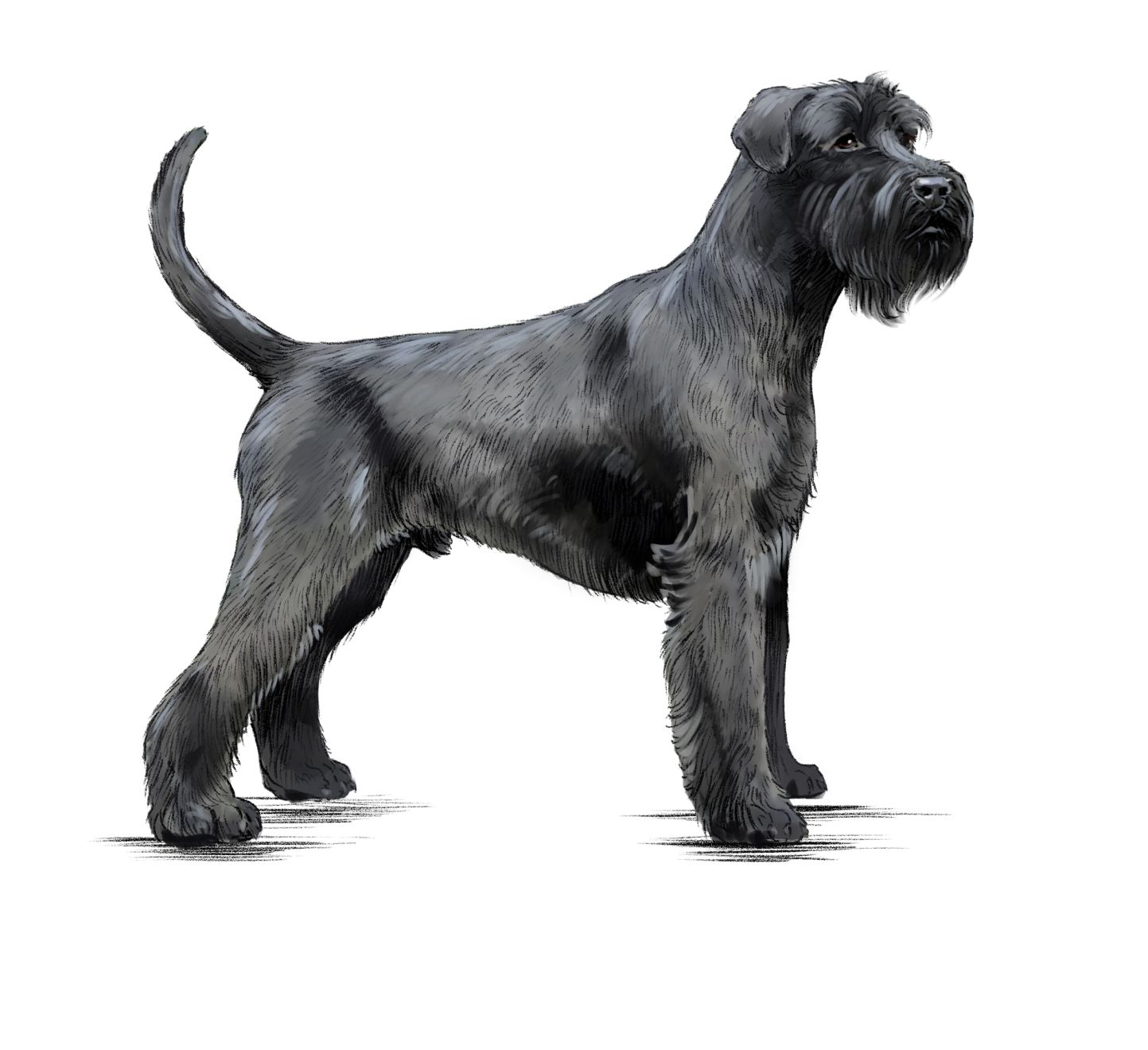 Illustration d'un Schnauzer géant