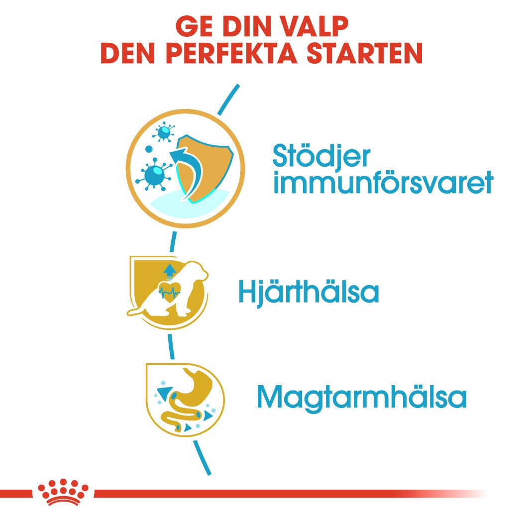 Cavalier King Charles Puppy