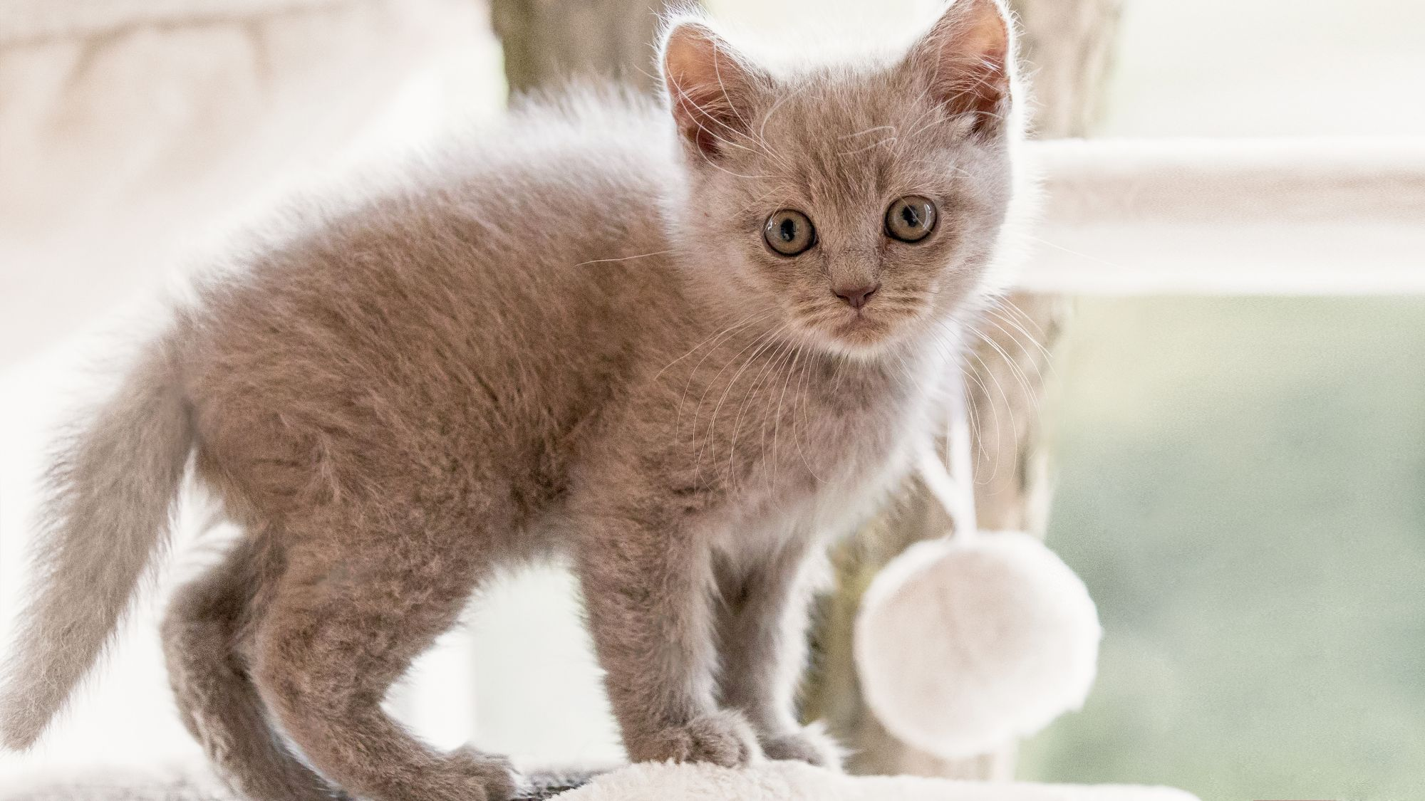 British Shorthair kitten standing on a cat tree next to a window