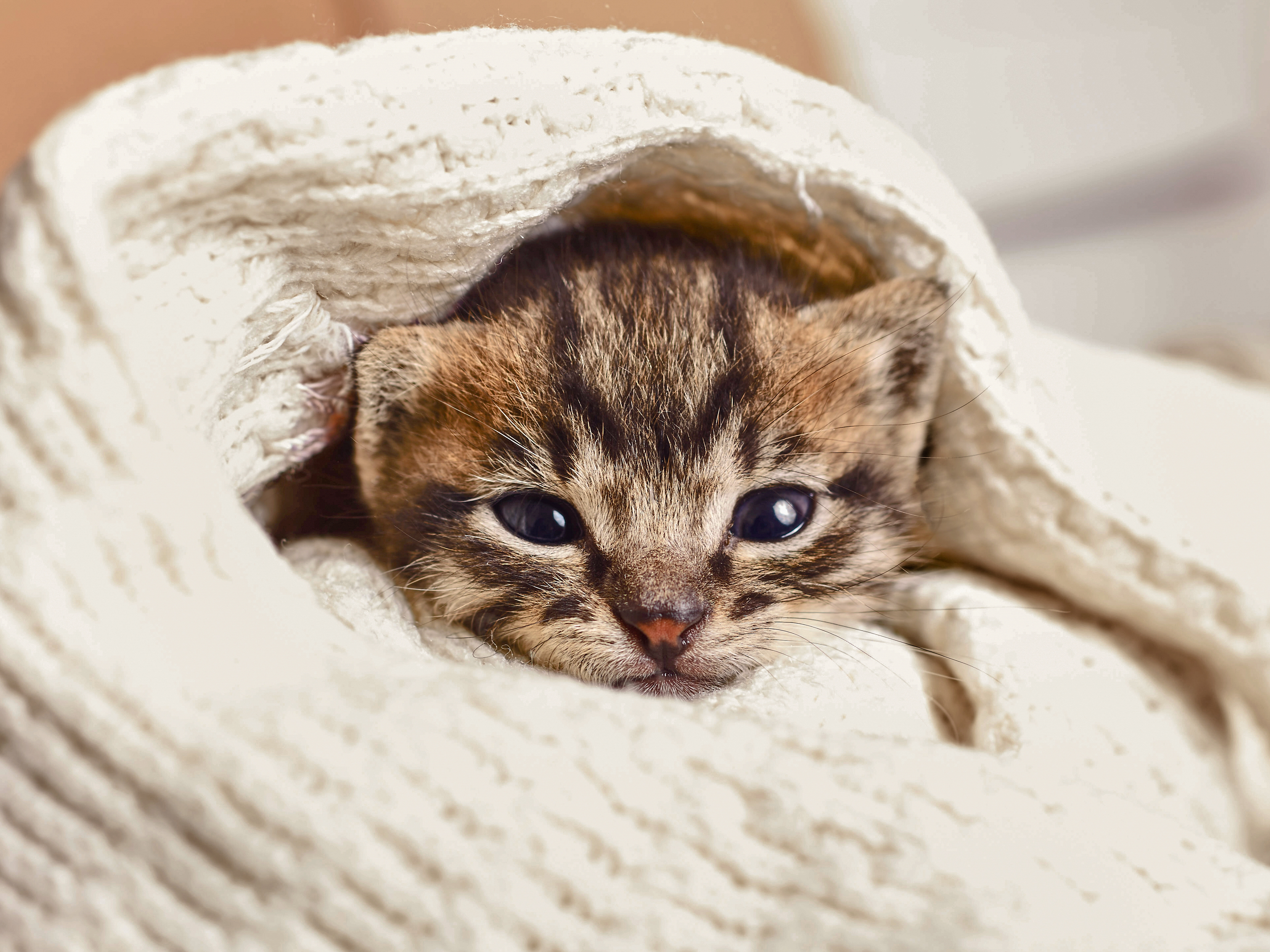 Kitten wrapped in a white blanket