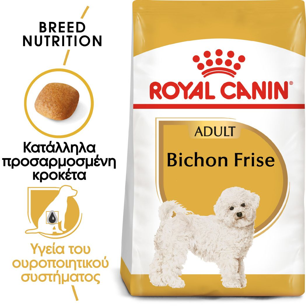Bichon Frise Adult
