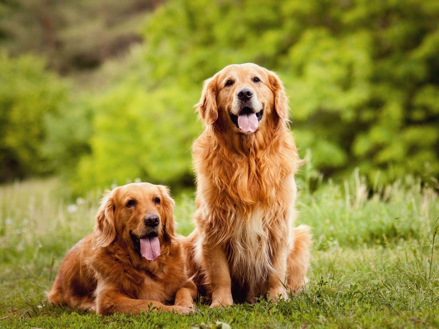 golden-retriever-mooi-paar