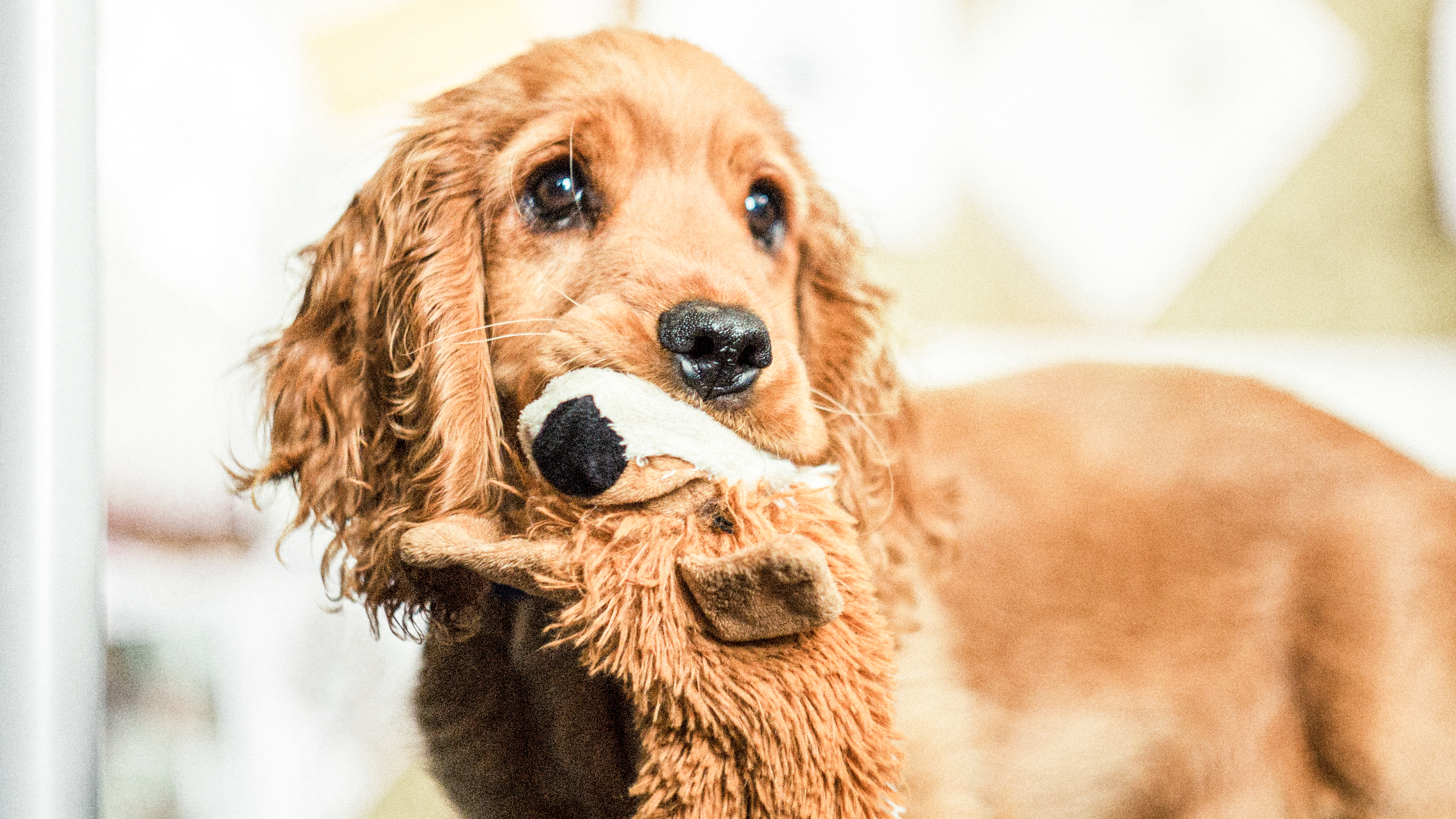 Ein Cocker-Spaniel-Welpe steht in einem Innenraum und hat ein Spielzeug im Maul.