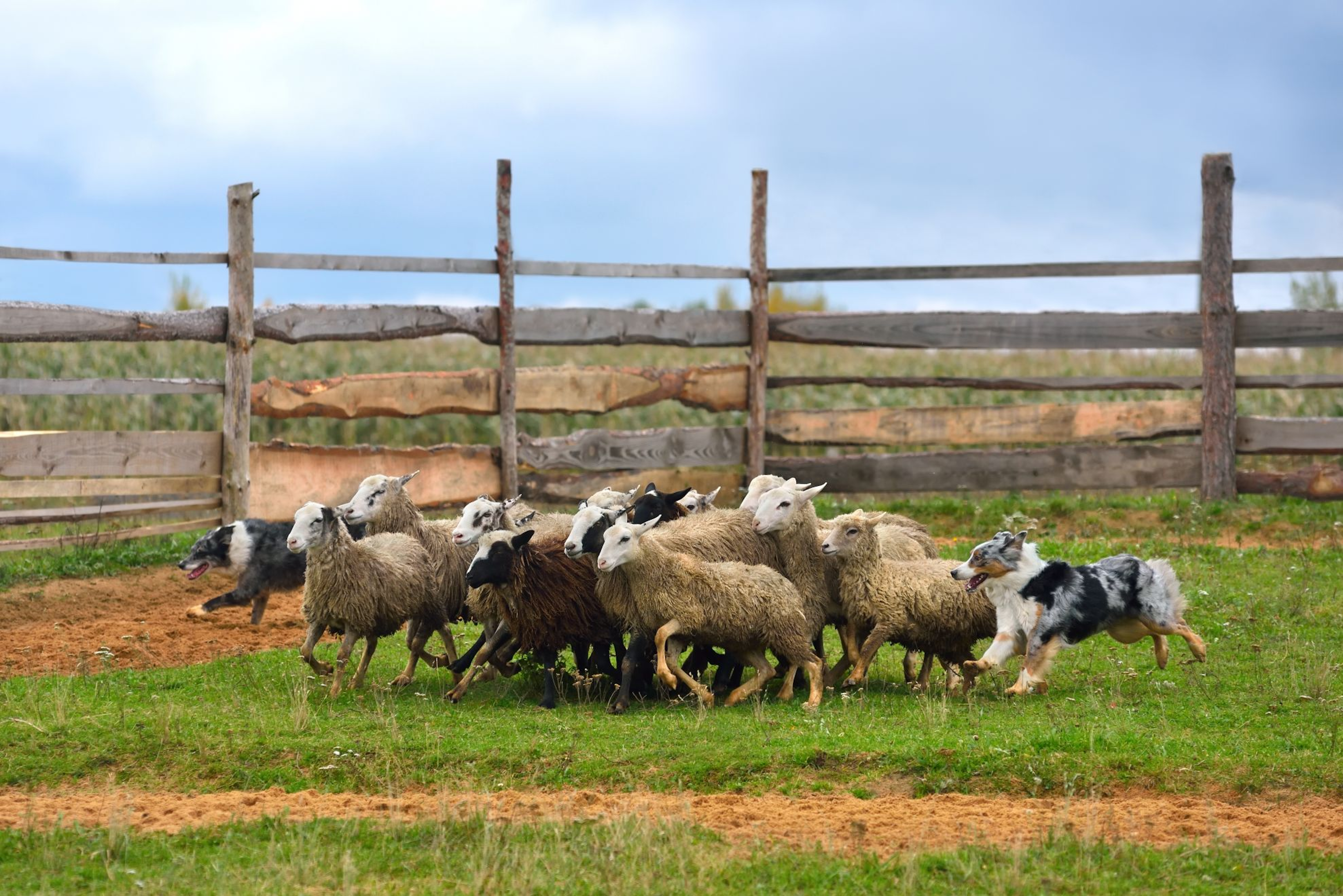 are australian shepherds still herding