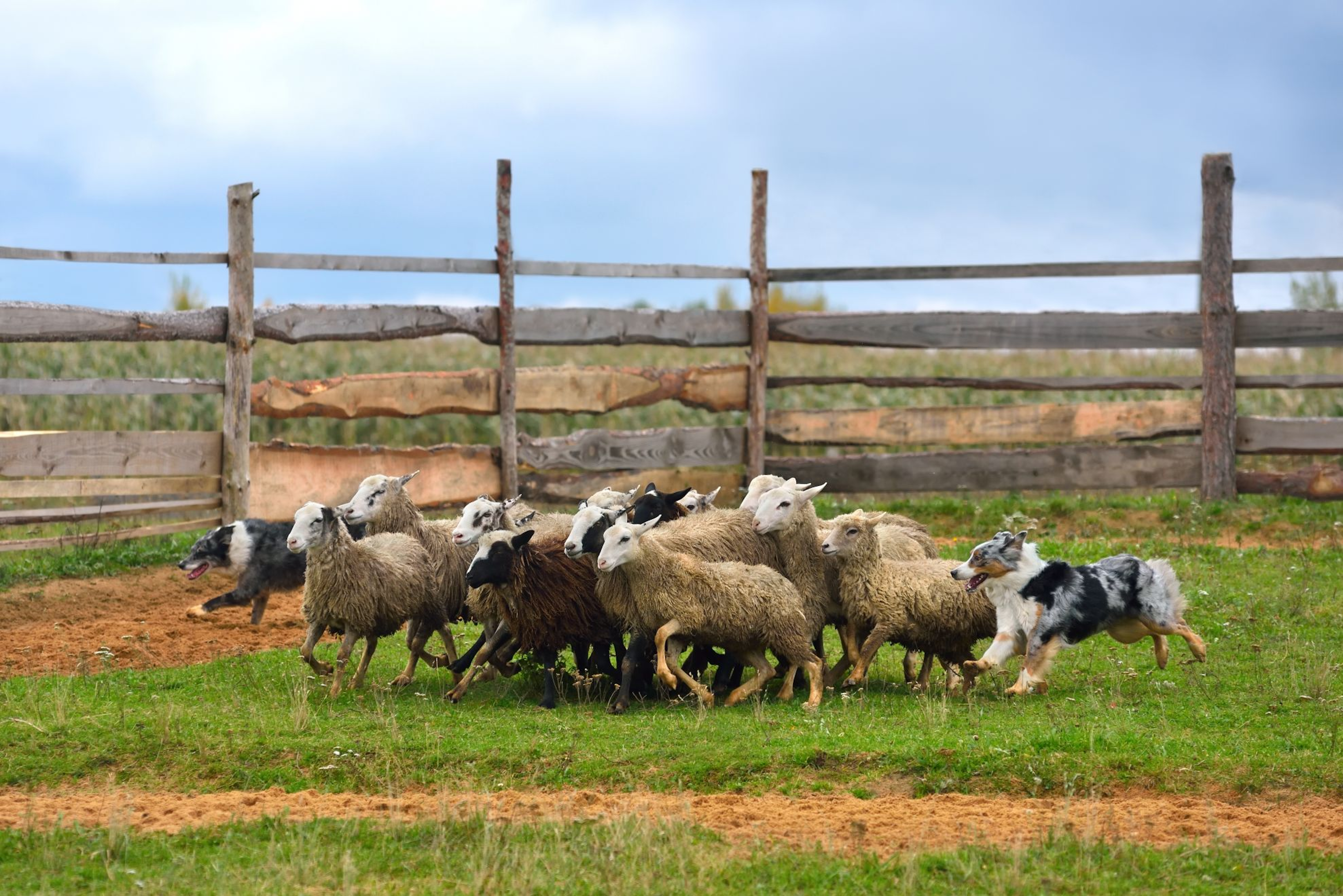 which dog is used for rounding up sheep