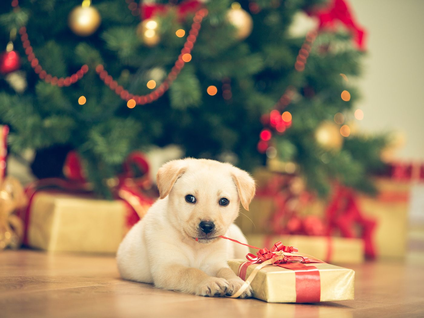 Dog sitting in front of a Christmas tree