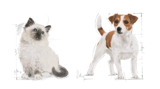 cat and dog breeds