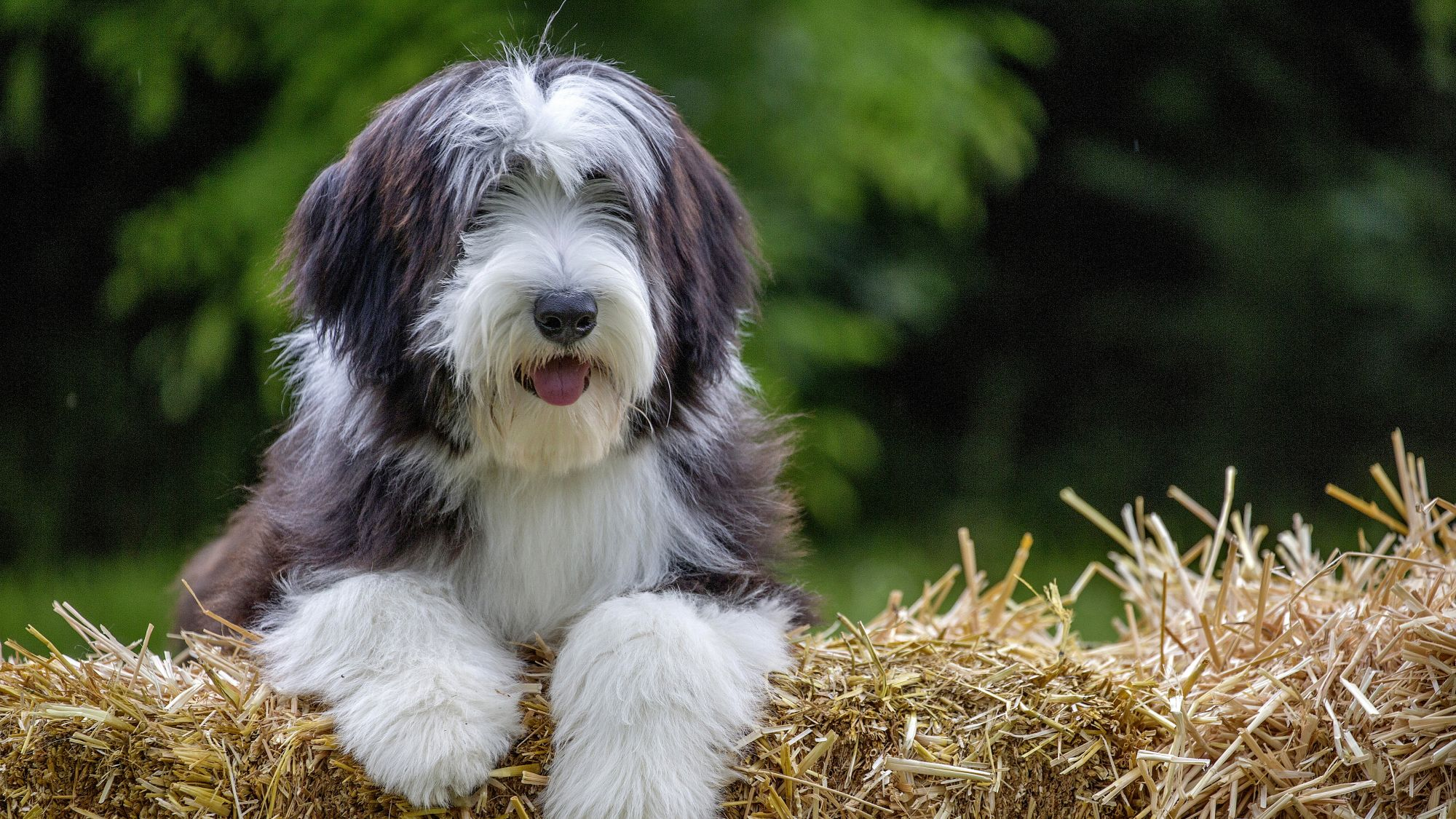 Bearded Collie perched over a bale of hay