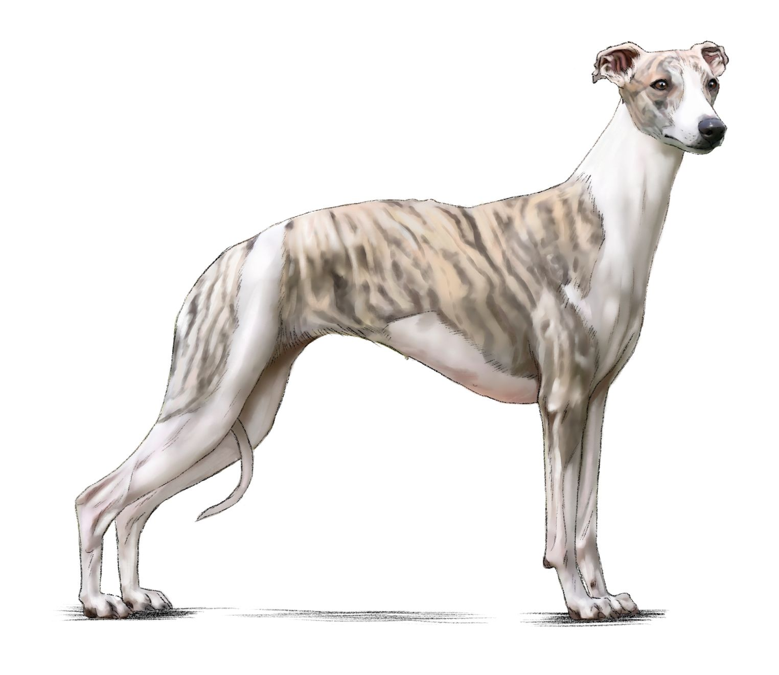 Royal on sale canin whippet