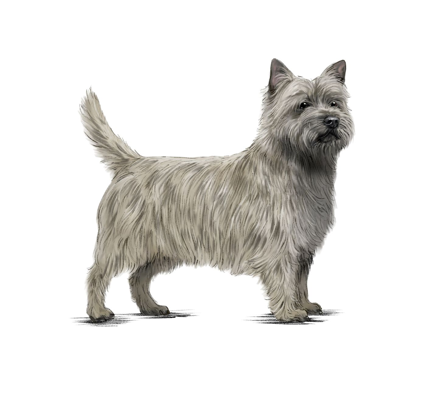 Ilustración de un Cairn Terrier parado