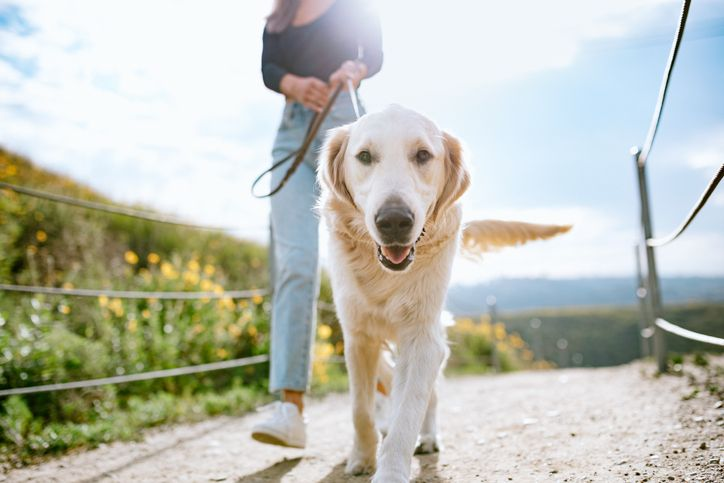 golden retriever walking on a leash