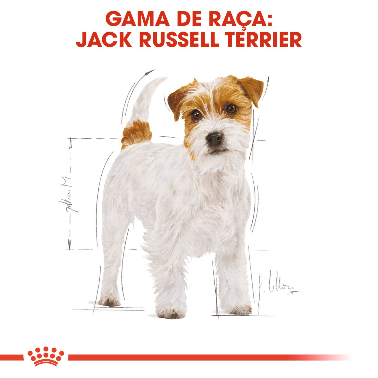 Jack Russell Adult
