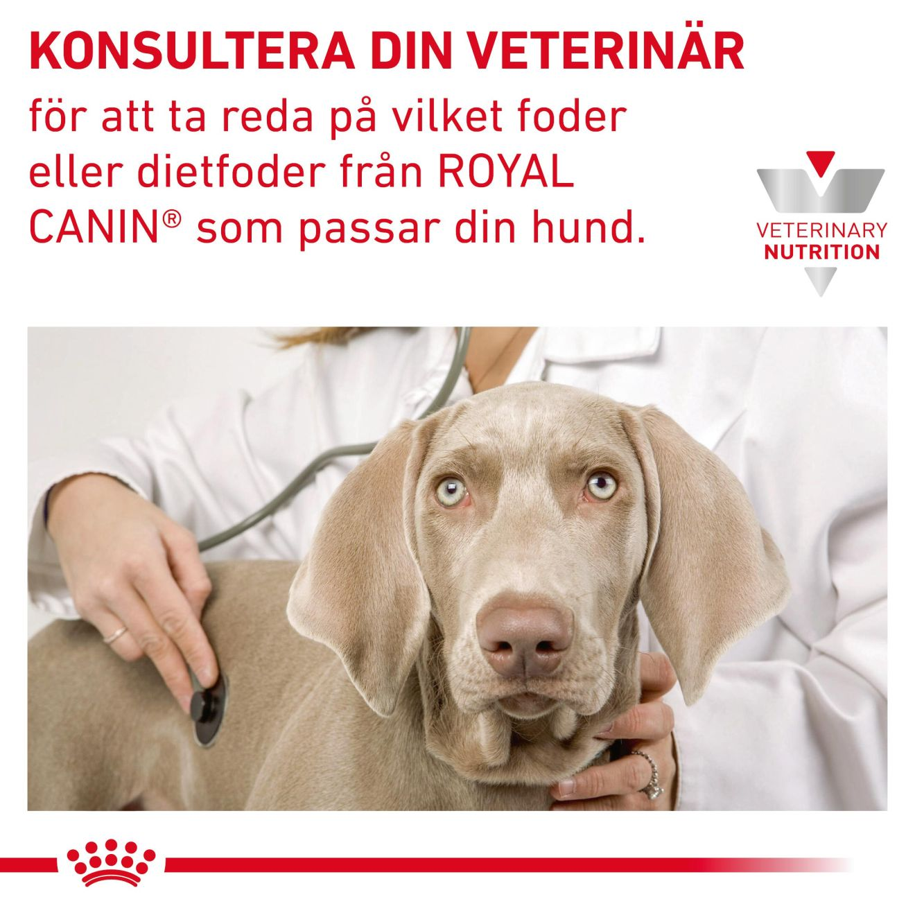 Gastrointestinal Puppy Mousse
