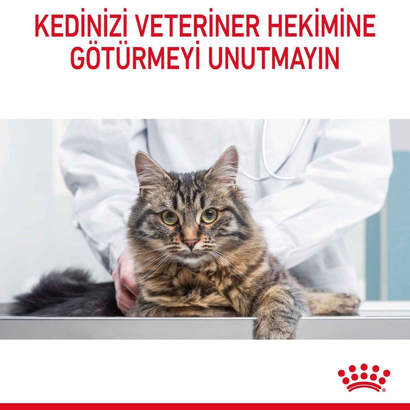 Hairball Care Yetişkin Kedi Kuru Maması