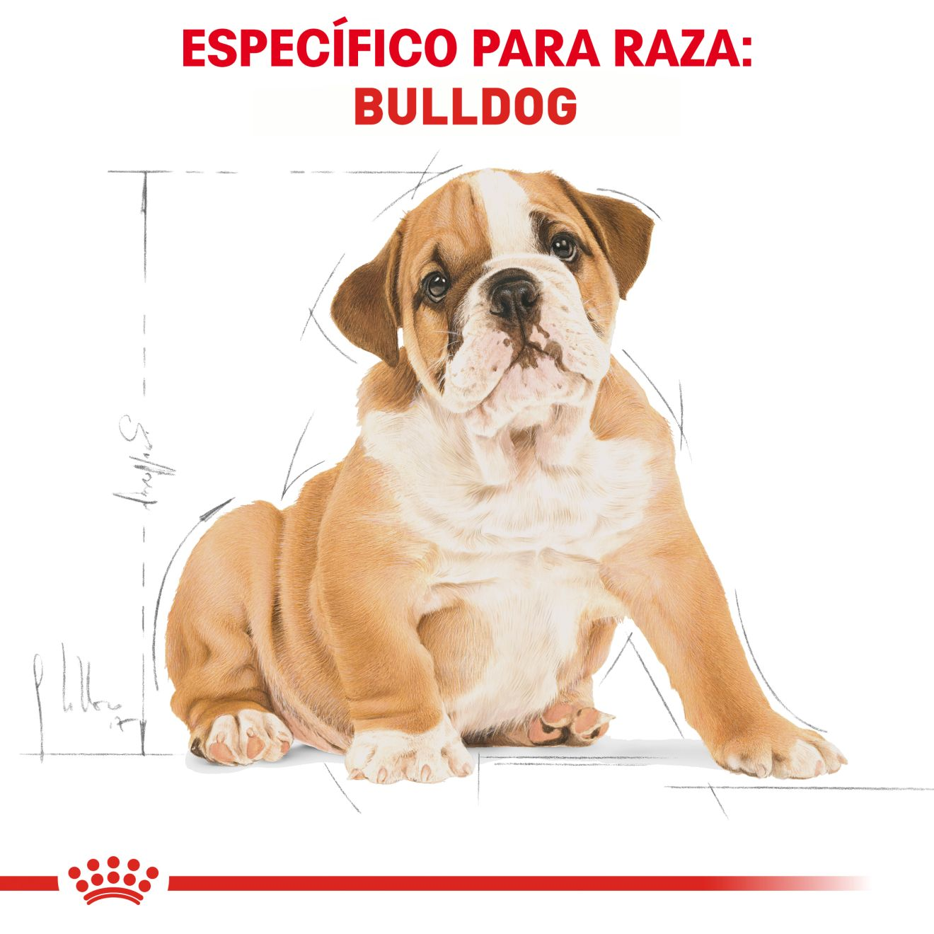 Bulldog Ingles Cachorro Seco Royal Canin