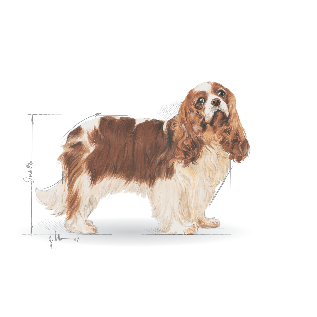 Cavalier King Charles Adult Yetişkin Köpek Kuru Maması