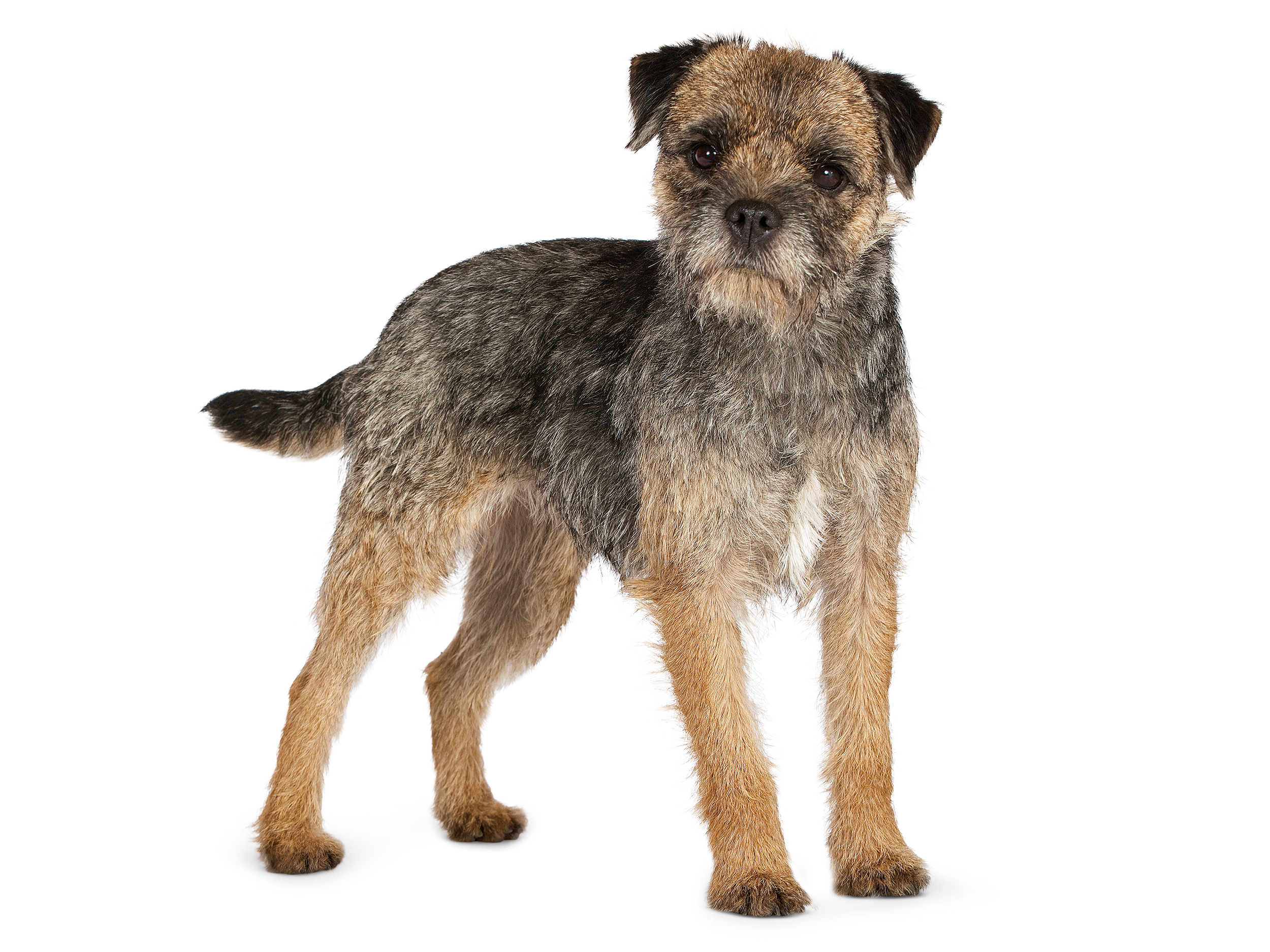 Ausgewachsener Border Terrier in Schwarzweiß