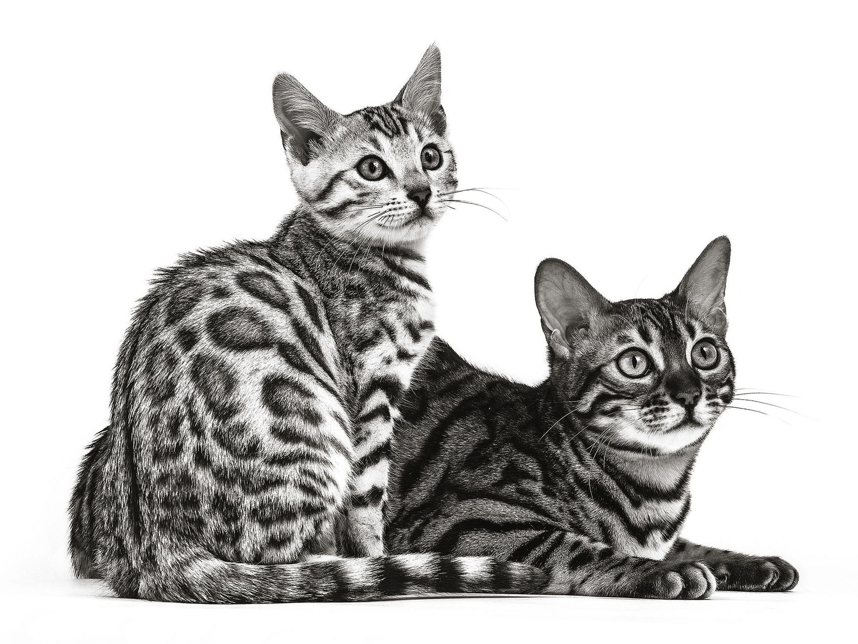 Two Bengal cats, one sitting, one lying, in black and white