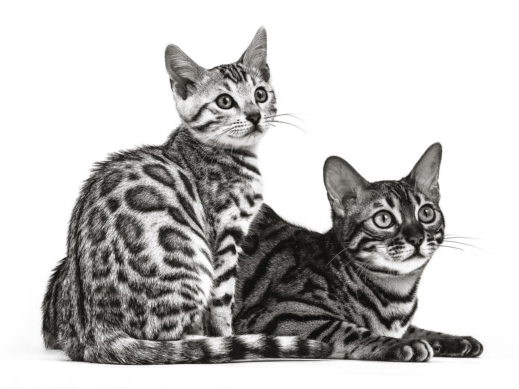 Dois gatos Bengal, um sentado, outro deitado, a preto e branco