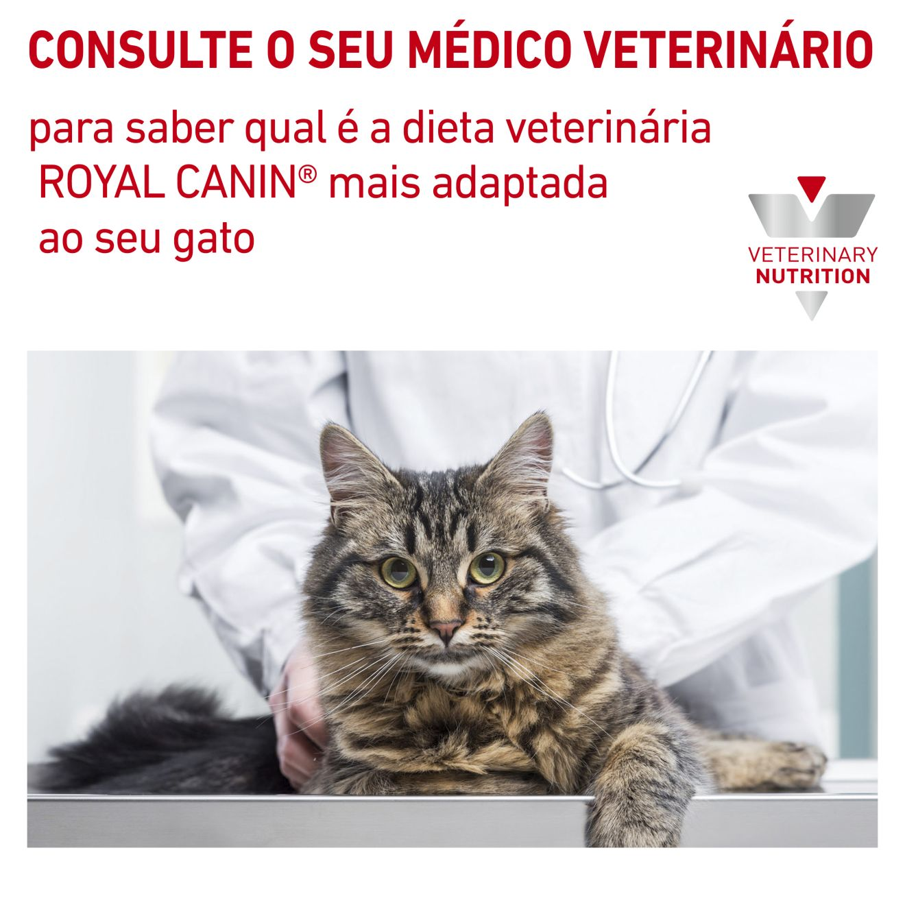 Royal canin hypoallergenic outlet gatos