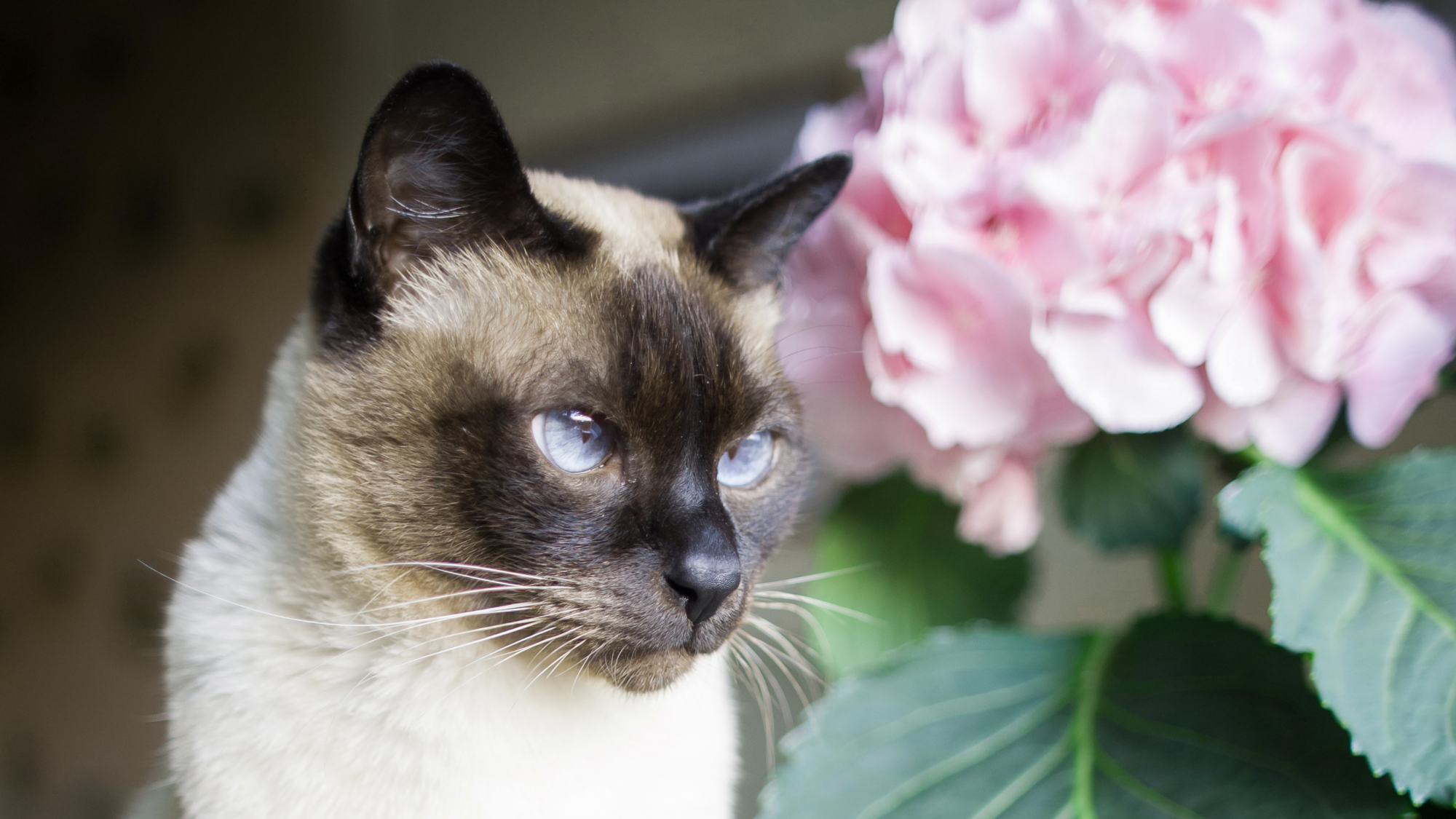 Thai sitting in front of pink hydrangea