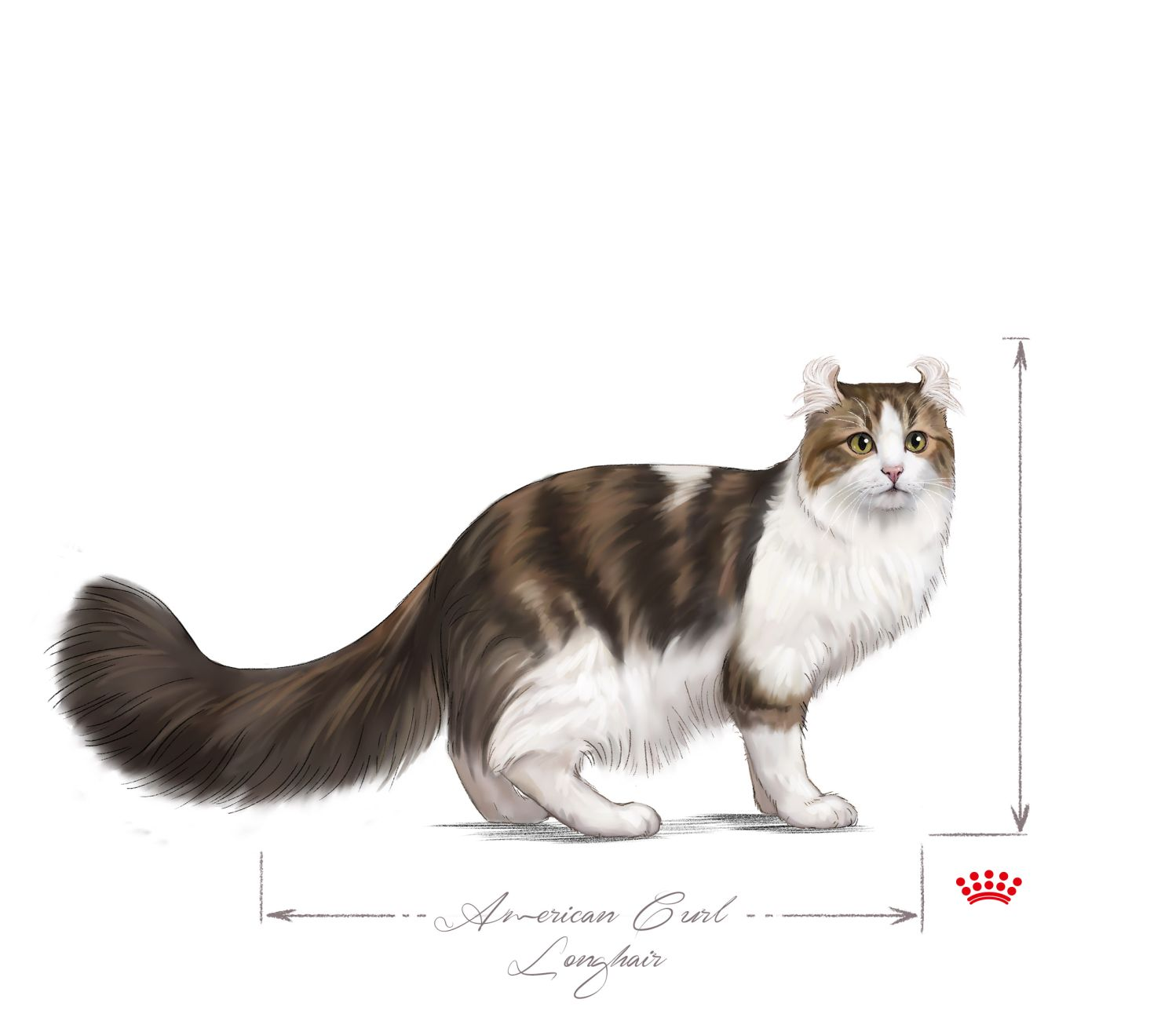 American curl adult black and white