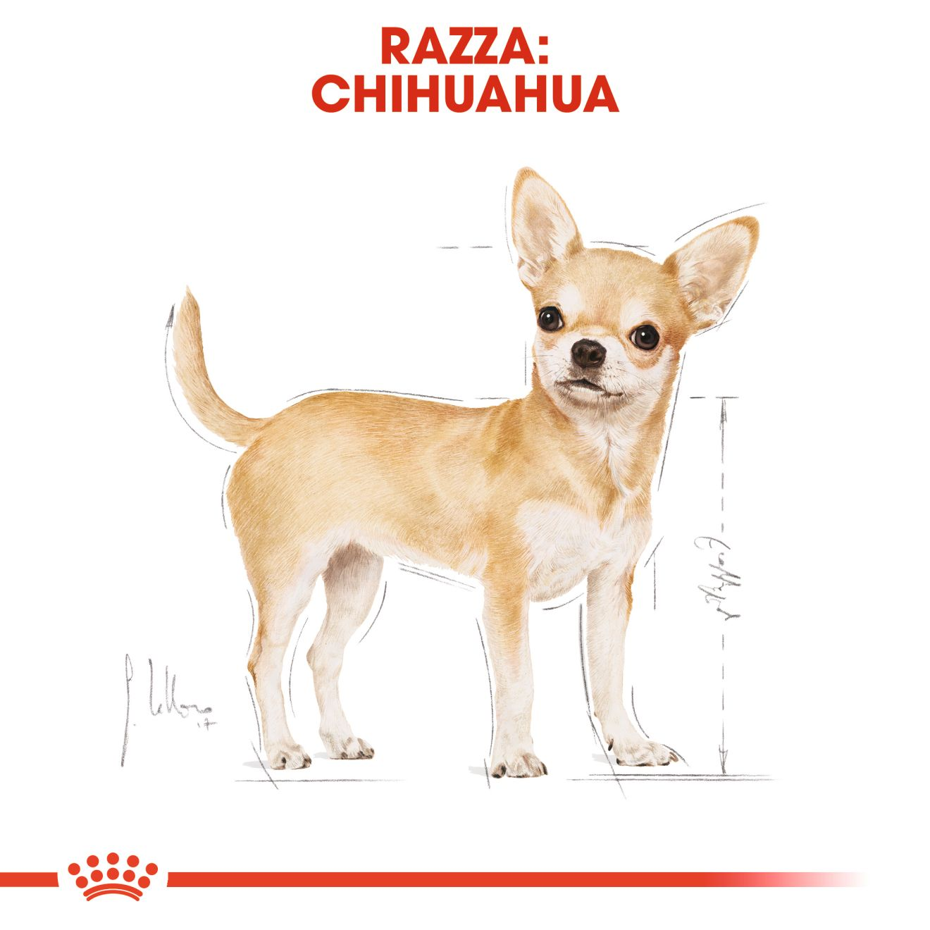 Chihuahua Adult