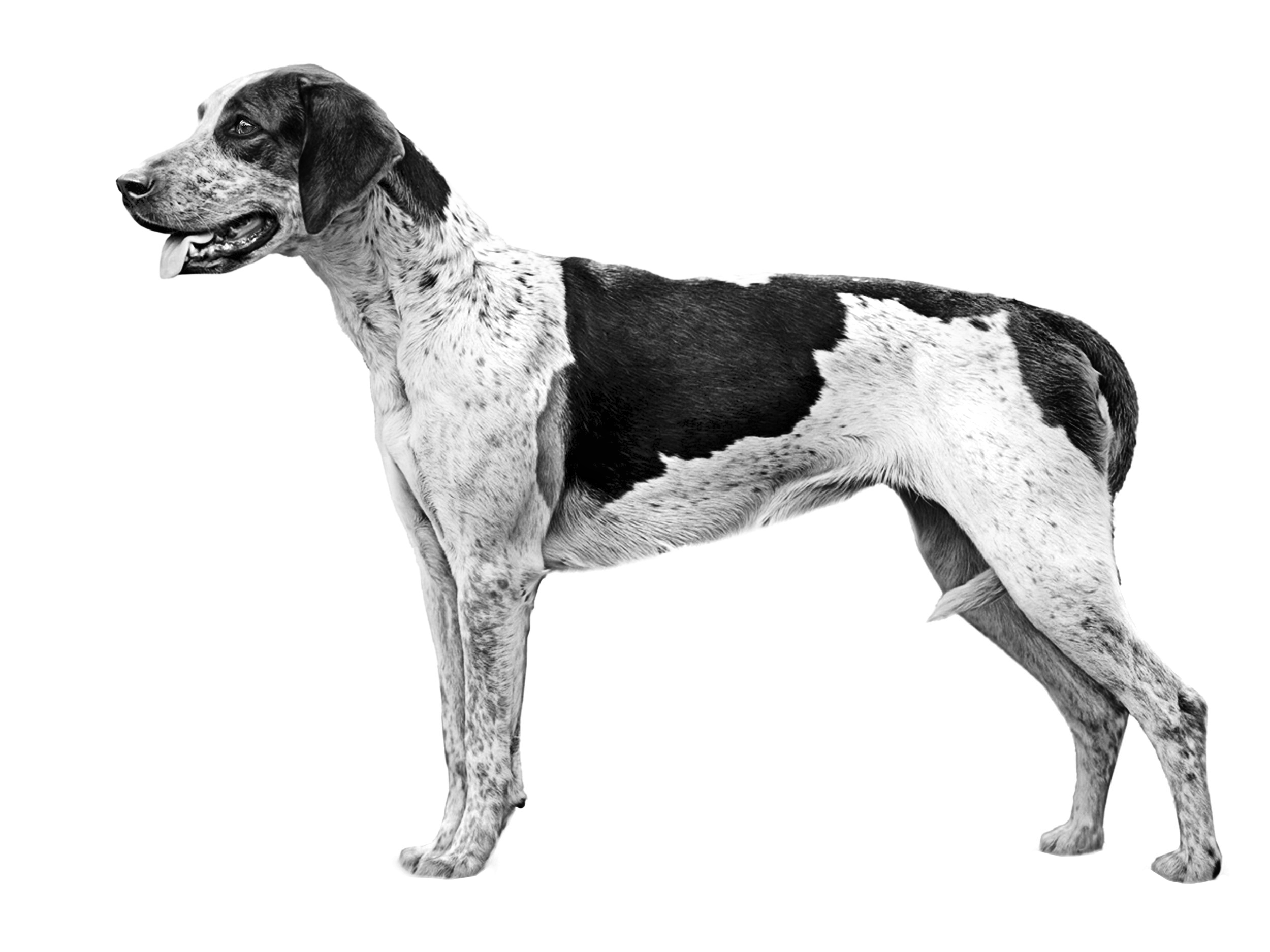American Foxhound black and white